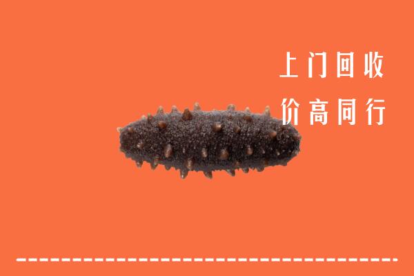 锡林郭勒回收海参