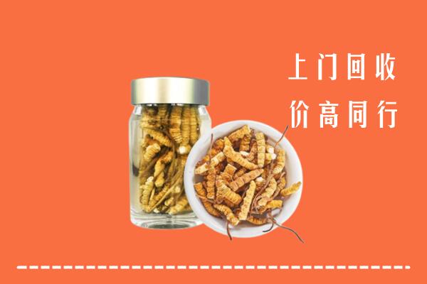 锡林郭勒回收冬虫夏草